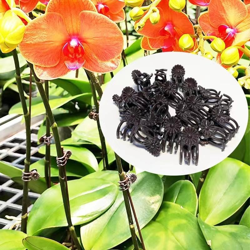 Wholesale Mini Plant Support C - Vine Climbing Plastic review and price