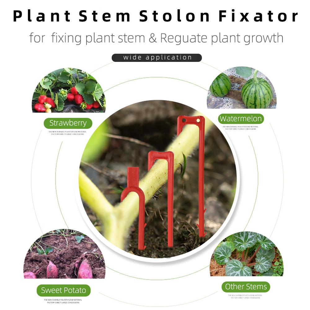 20-50PCS Strawberry Planting F - Vine Climbing Plastic review and price